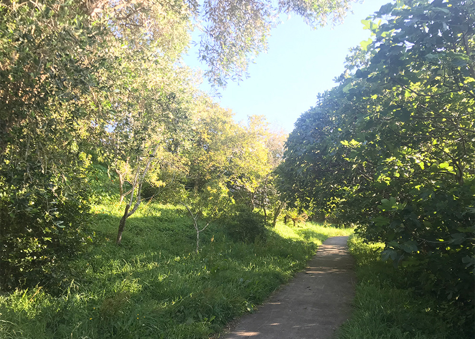 Bayly Road Orchard. 