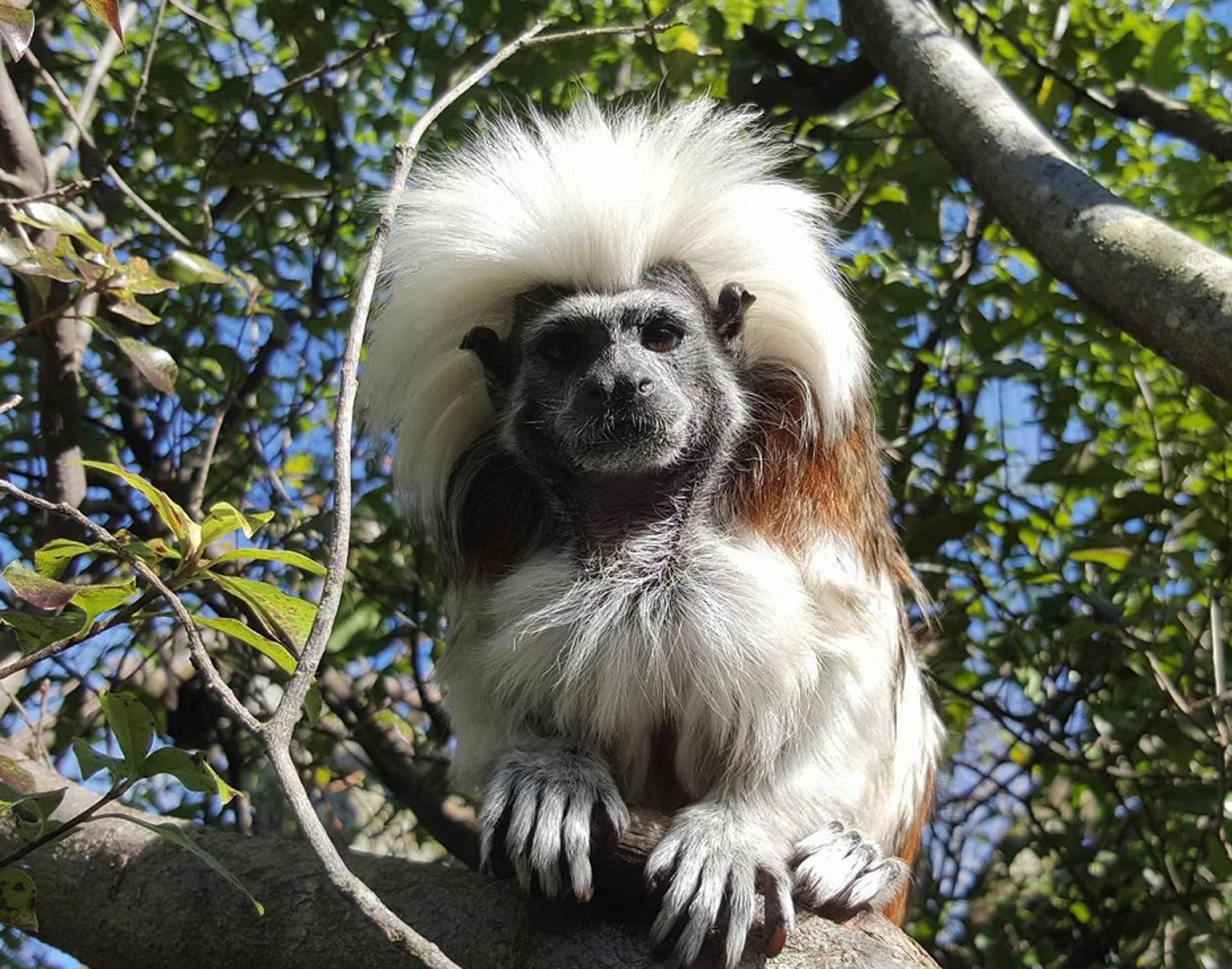 Cotton-top Tamarin