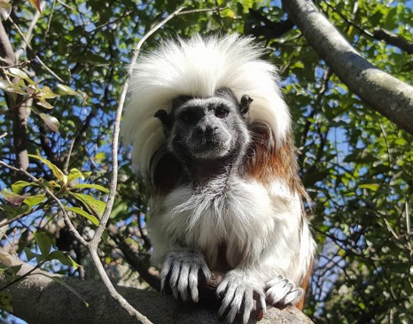 Cotton-top Tamarin (Saguinus oedipus)