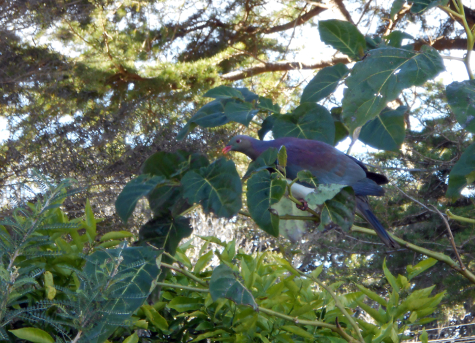 Kereru in a tamarillo tree