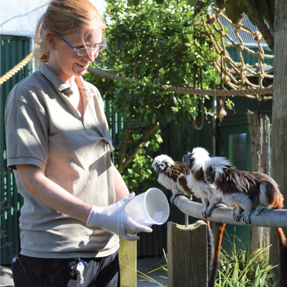 Keeper Jo with three cotton top tamarins