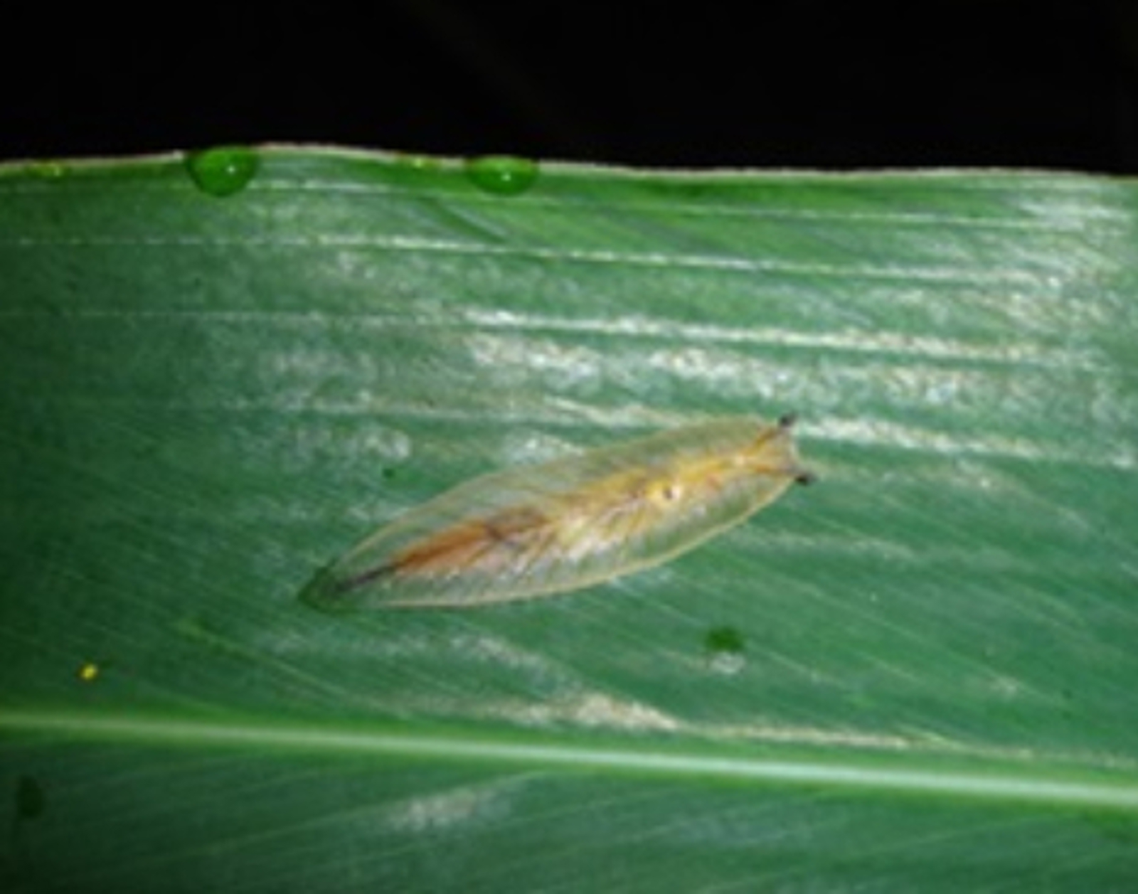 slug