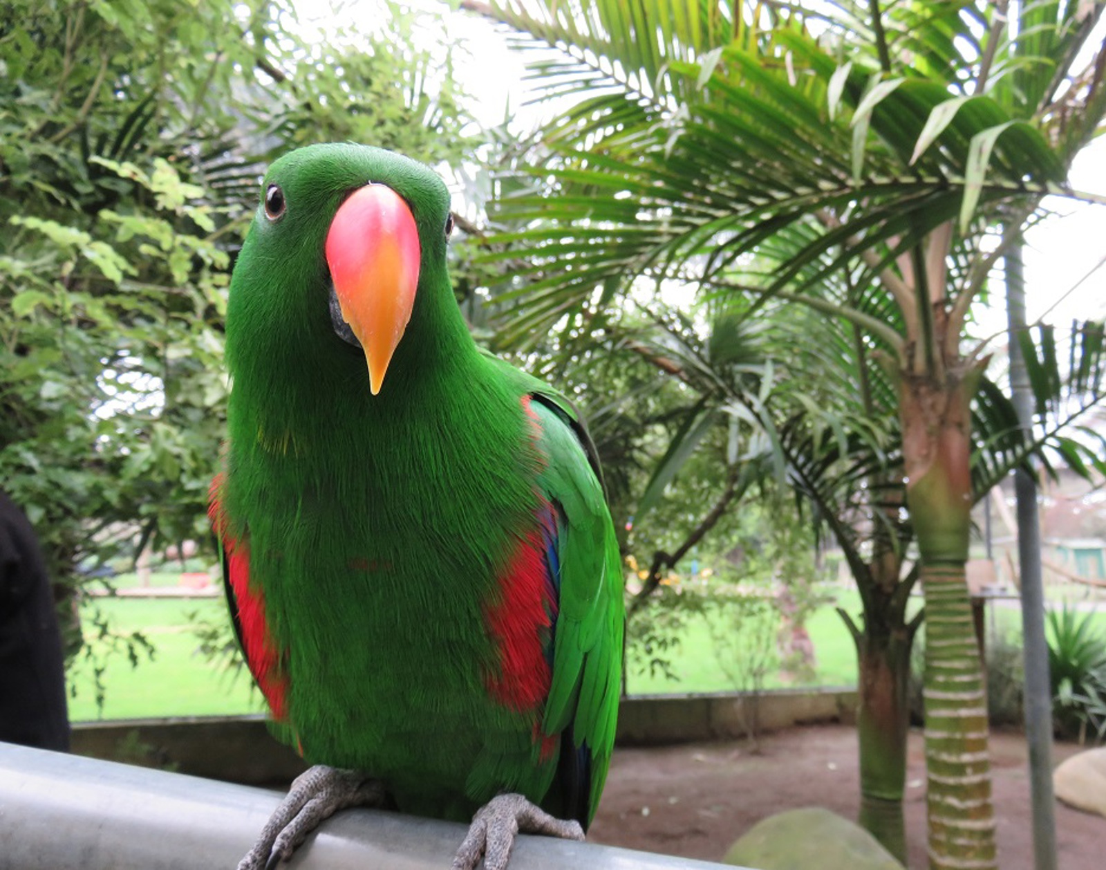 Eclectus Parrot