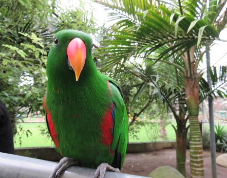 Eclectus Parrot