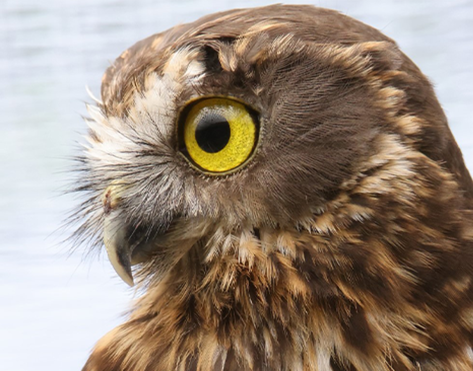 Ruru/Morepork