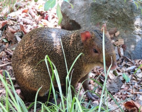 Red-rumped Agouti (Dasyprocta leporina)