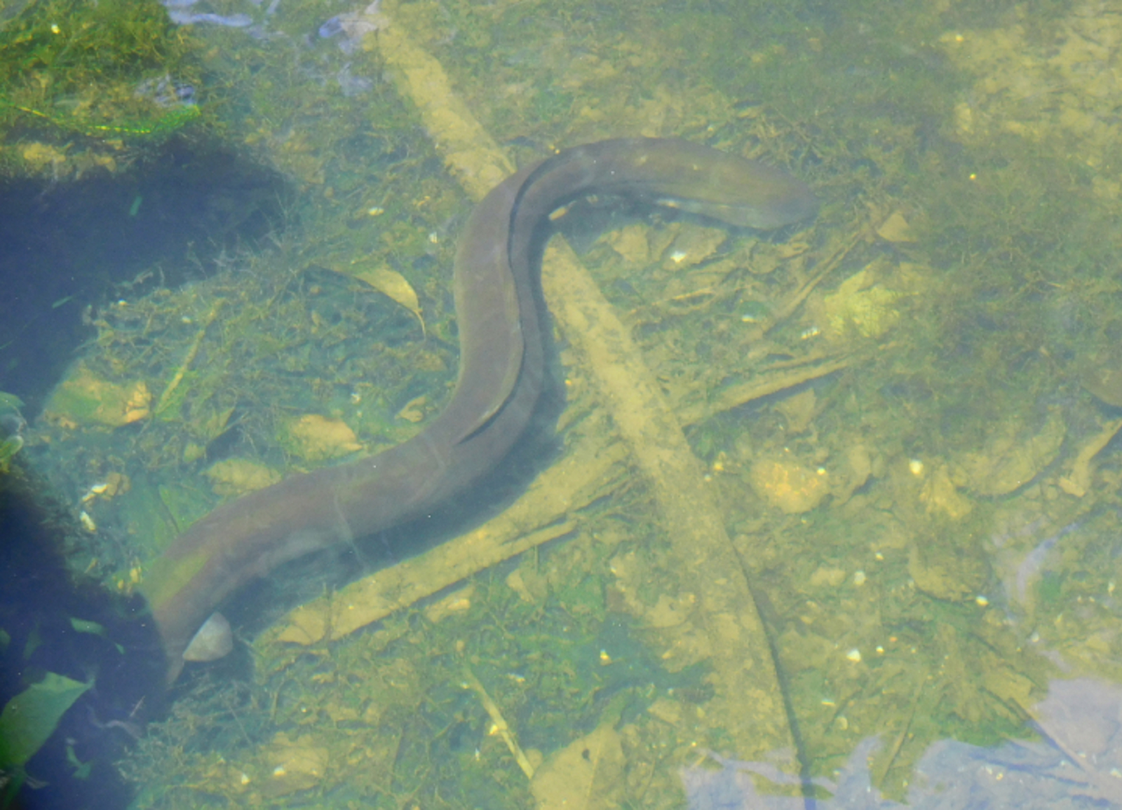 Eel