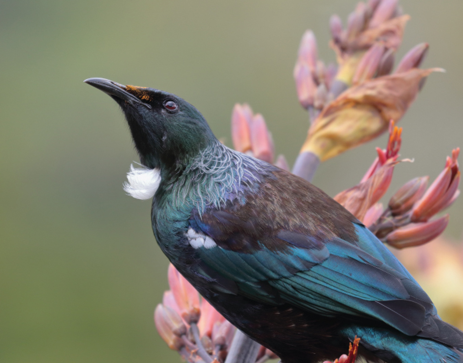 Tui