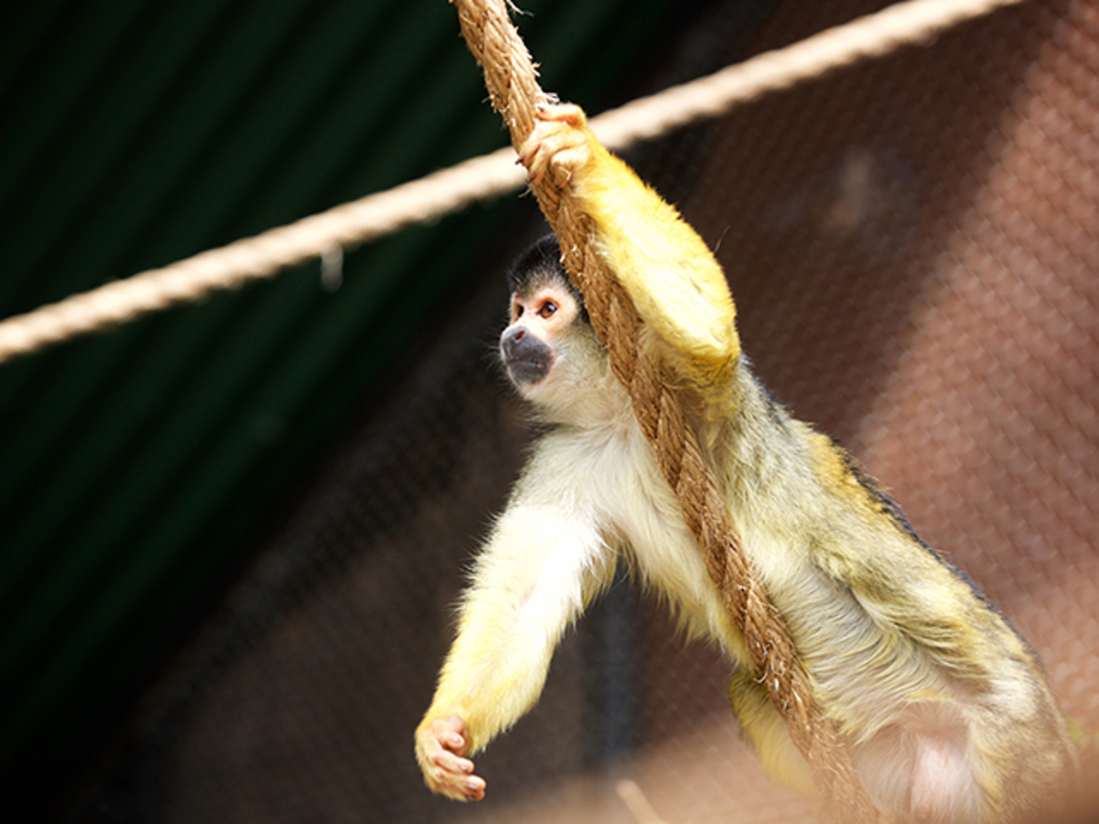 Brooklands Zoo