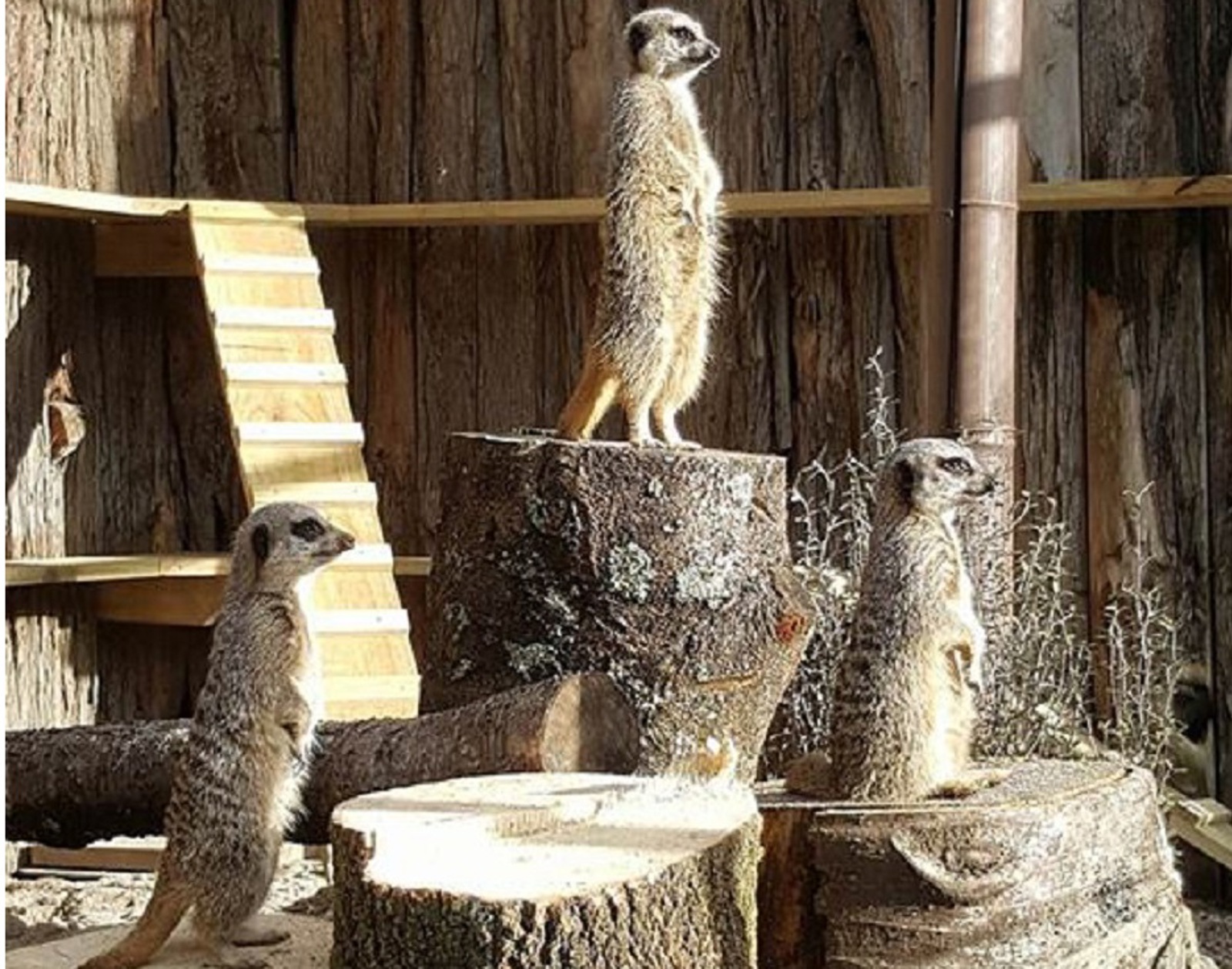 Meerkat 