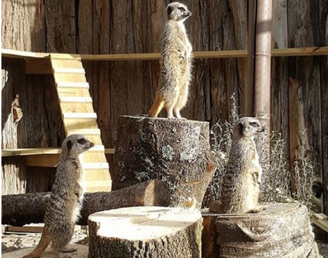 Meerkat (Suricata suricatta)