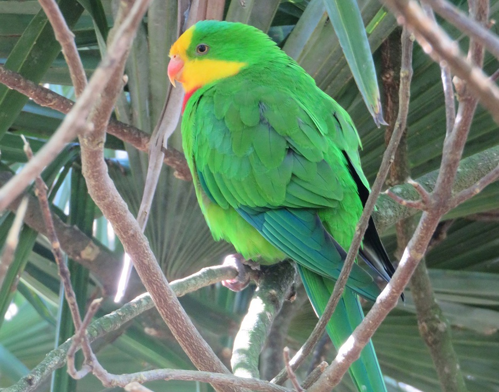 Superb Parrot
