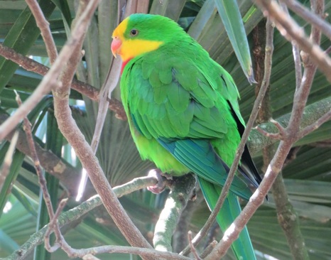 Superb Parrot (Polytelis swainsonii)