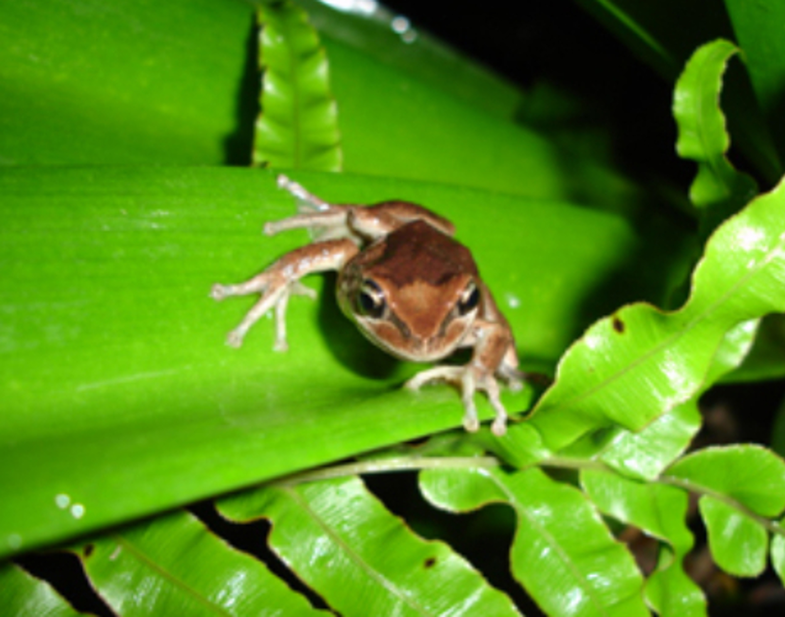 Brown Tree Frog/Whistling Tree Frog