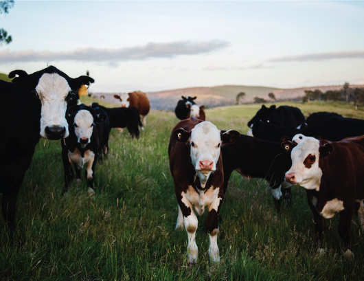 Cows in a field