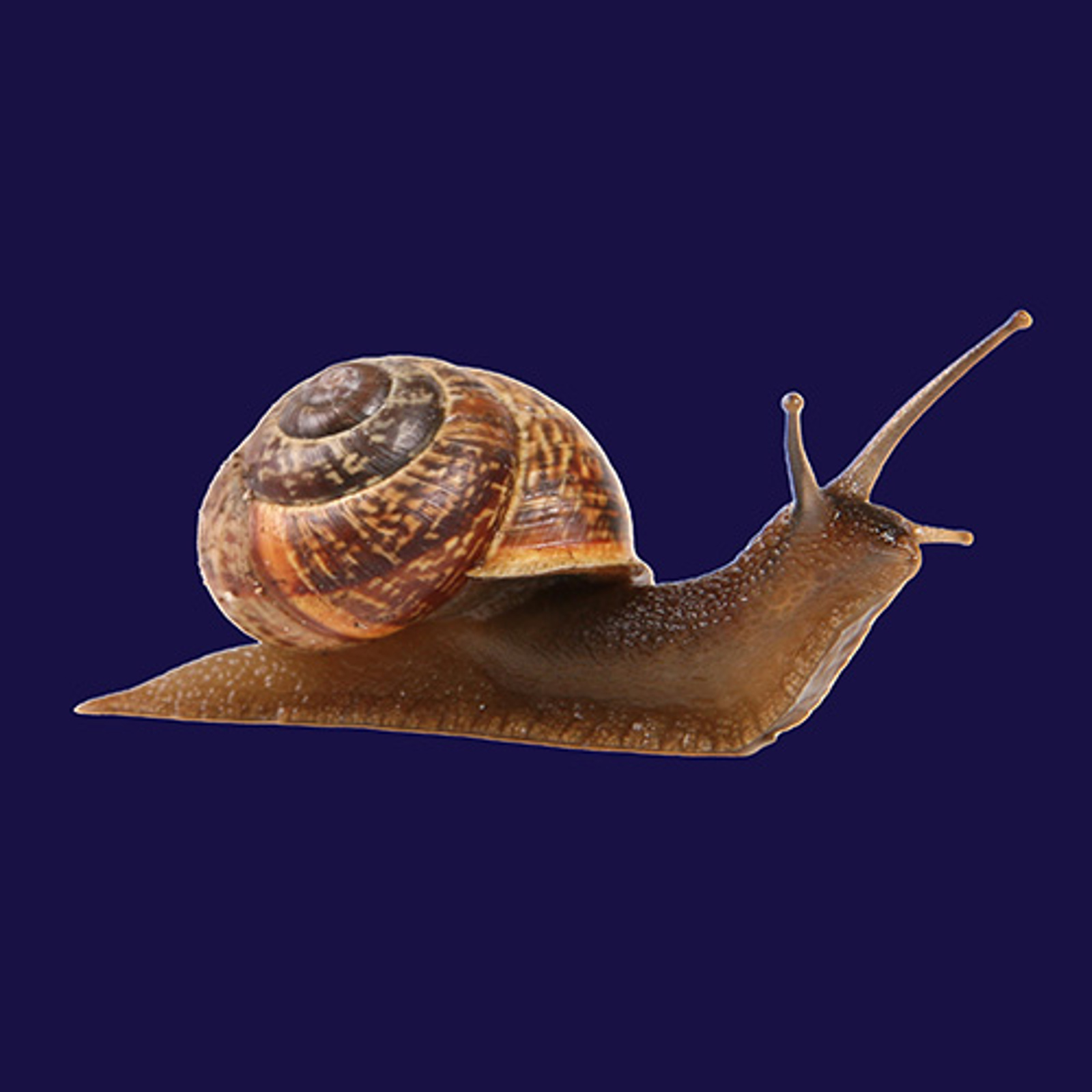 Slow composting. 