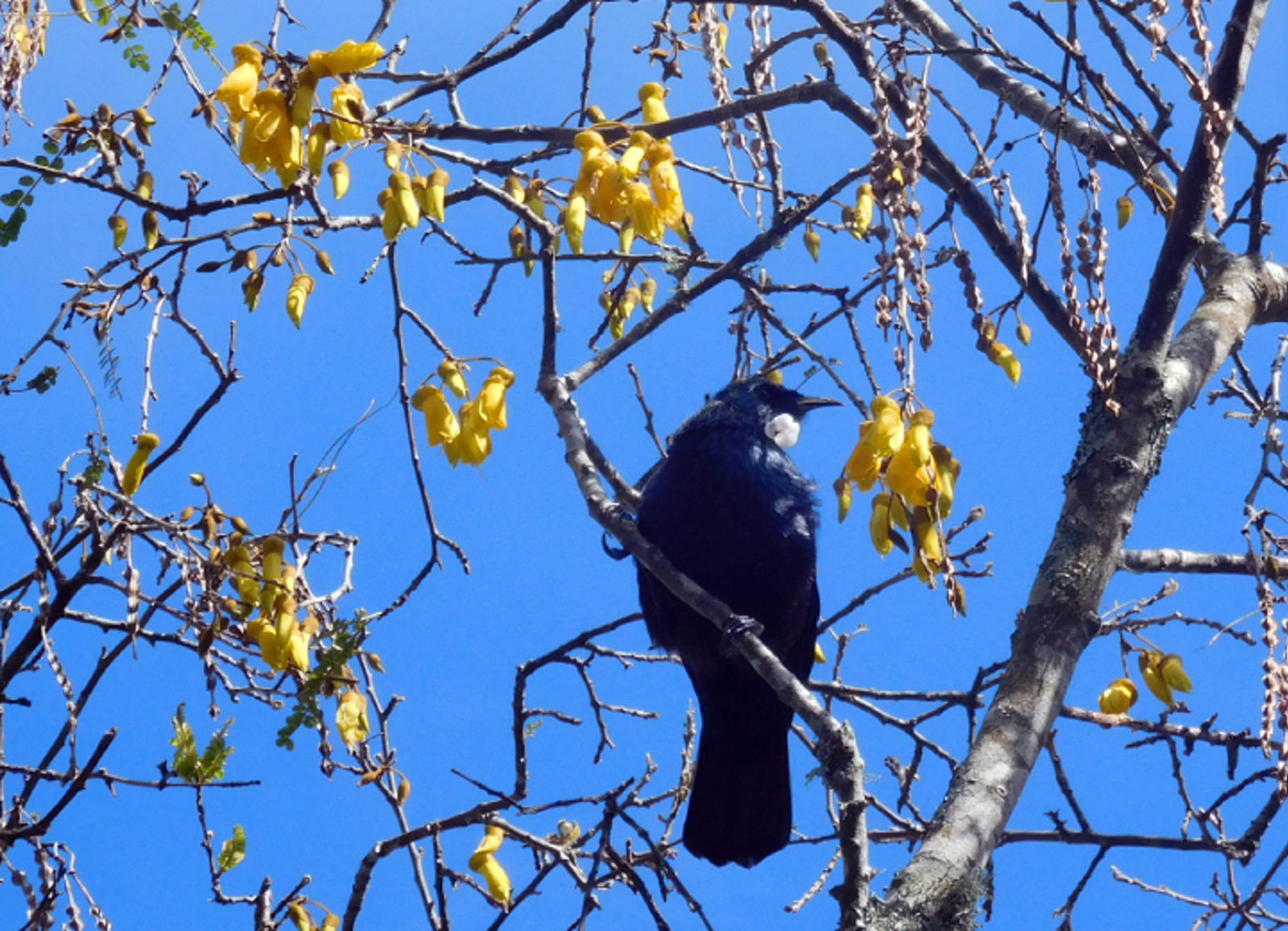 Tui in a Kowhai tree
