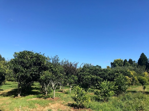 Barclay St Orchard Waitara Feb 2021 (7)