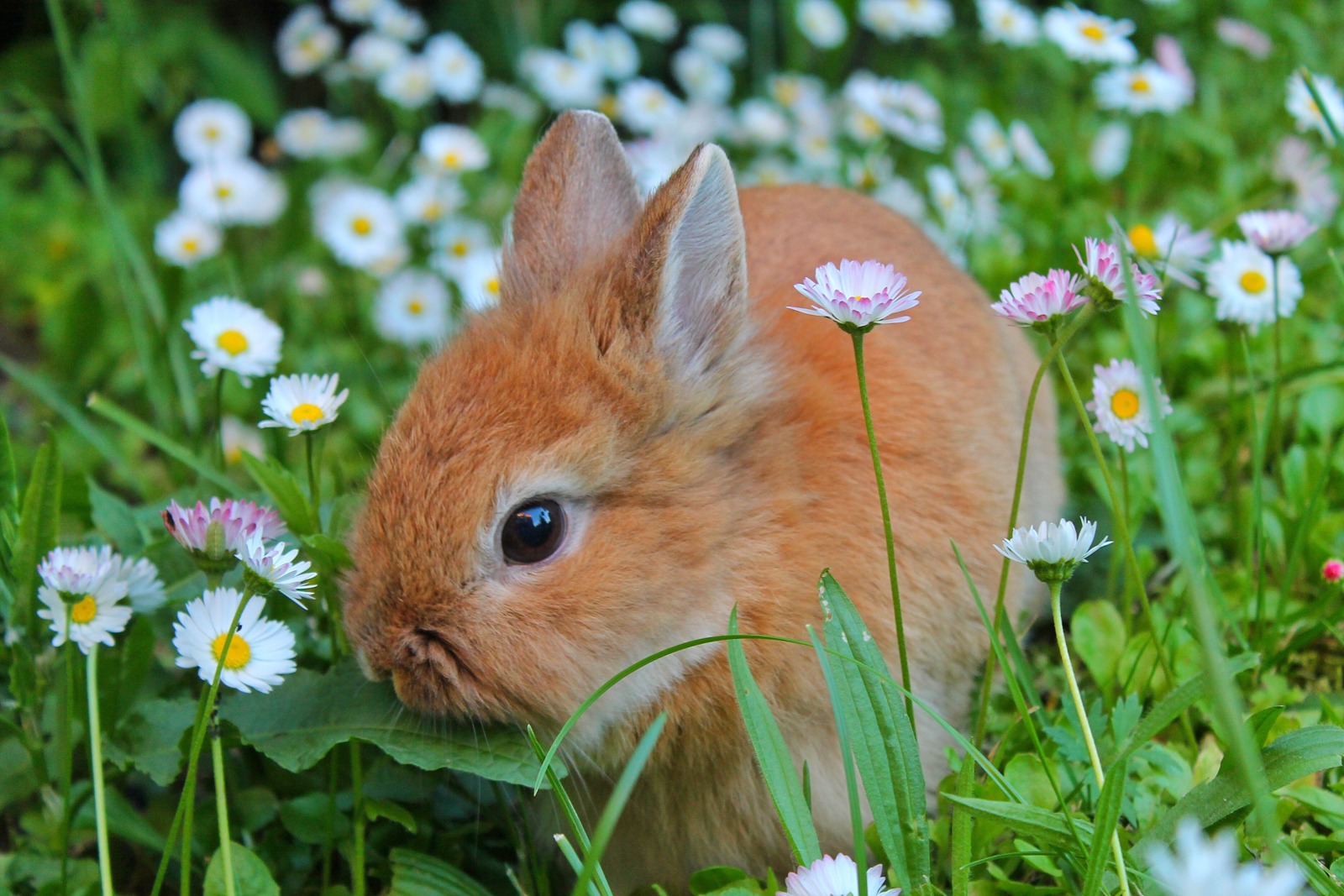 Easter bunny