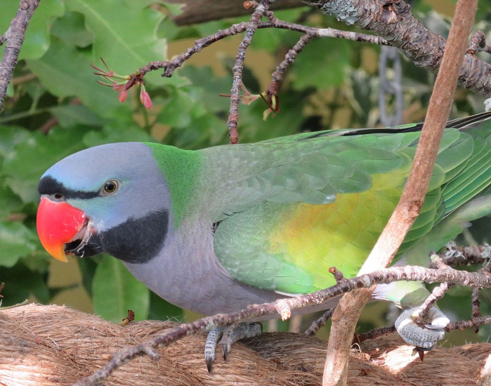 Derbyan Parakeet