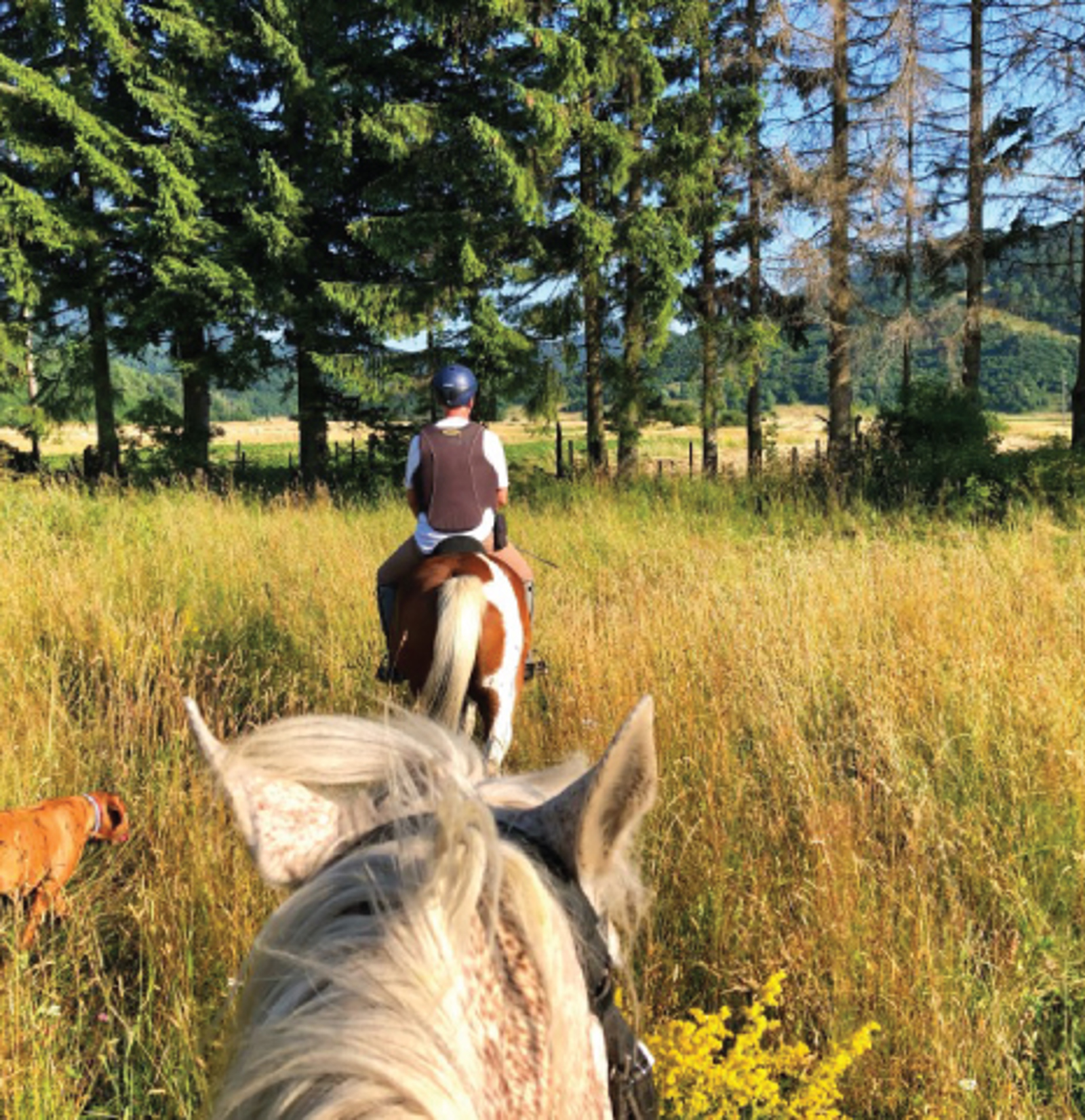 Riding horses