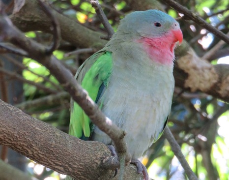Princess Parrot (Polytelis alexandrae)