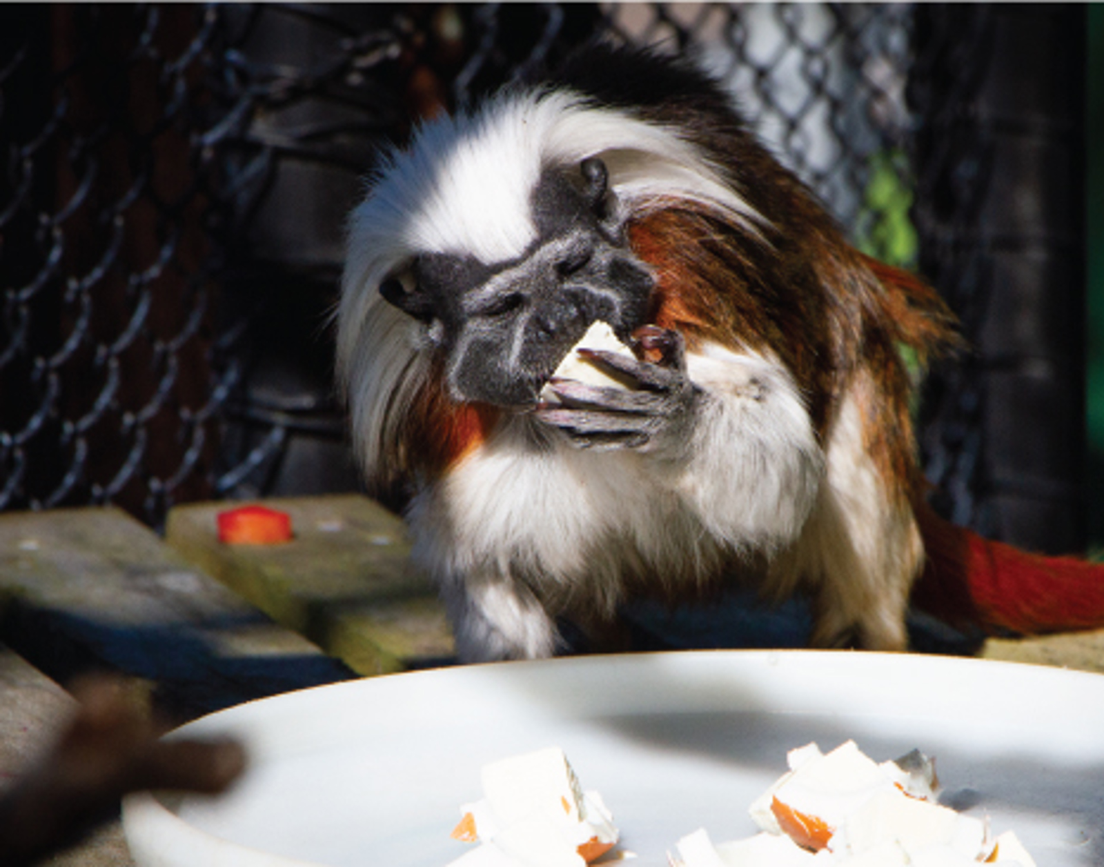 Cotton top tamarin eating coconut