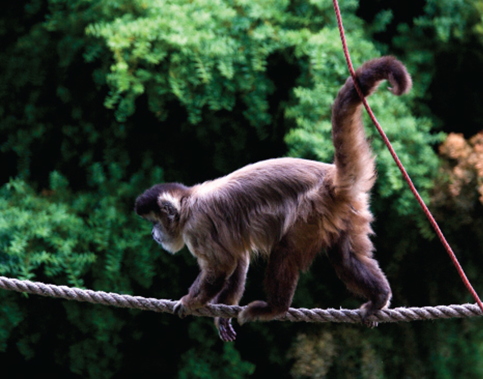 Capuchin monkey