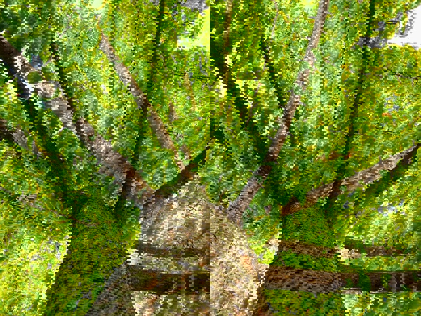 Historic Giant Gingko Tree