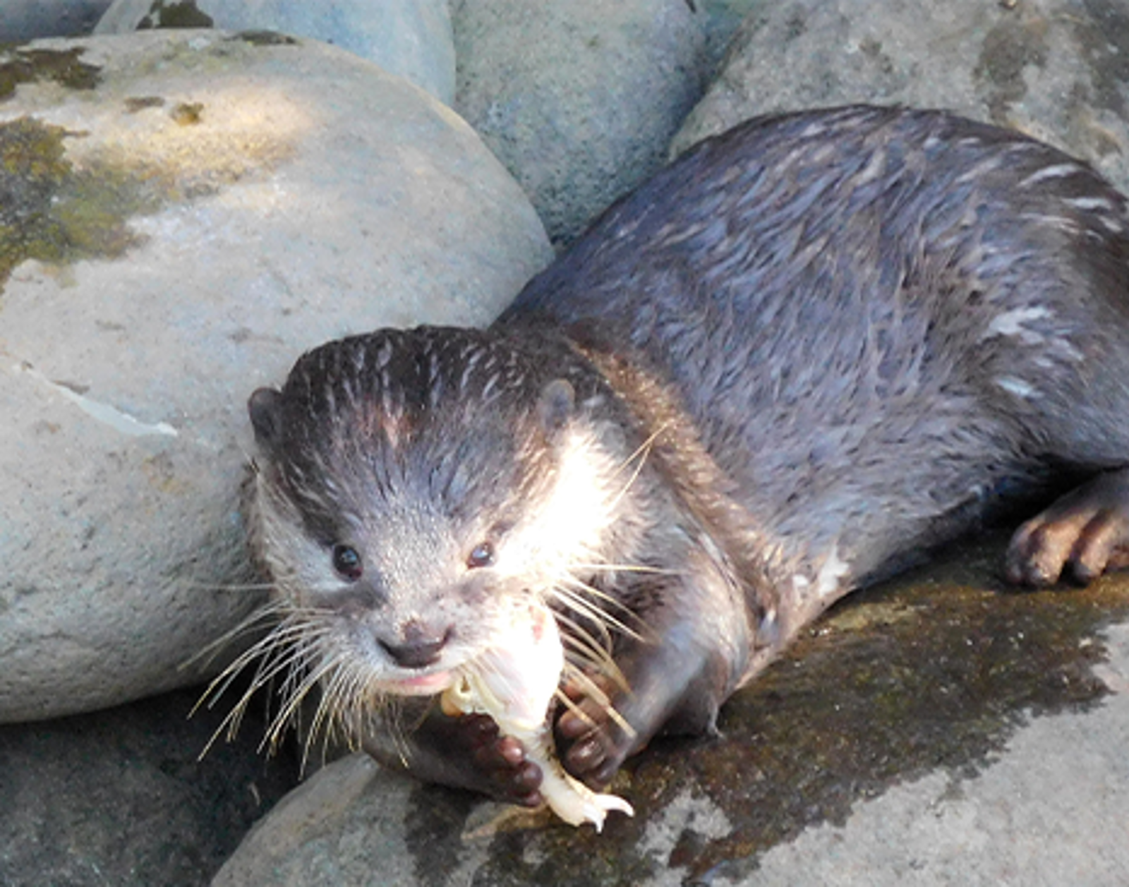 Otter