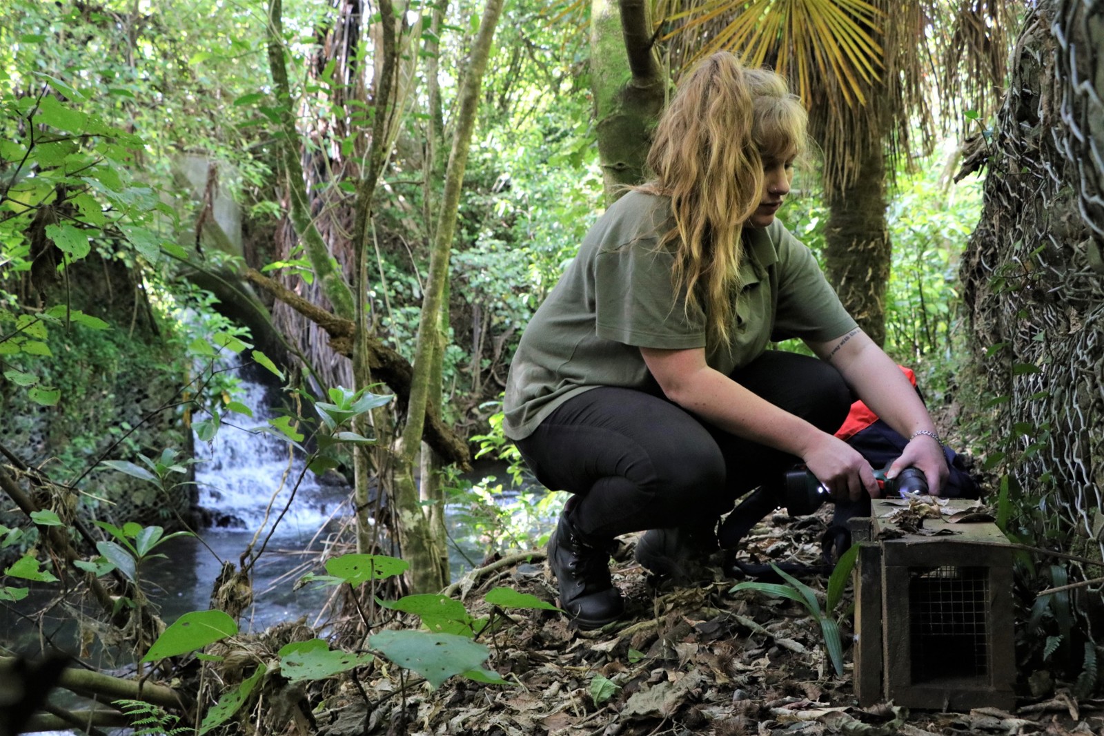 Setting a predator free trap. 