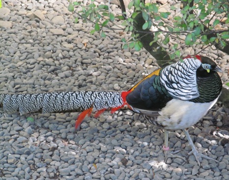 Lady Amherst's Pheasant (Chrysolophus amherstiae)